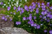 Karpatski zvončic – Campanula carpatika
Trajnica veoma atraktivna, bogatog cveta;
Cveta od aprila do jula meseca;
Veoma brzo se širi.
Voli sunčana mesta, dobro podnosi i polusenku,
Nije zahtevna biljka.
Sadi se kao bordura, često uz staze ili ispred viših trajnica, ali i u saksijama i žardinjerama na balkonima i terasama.
Zemljište treba da bude propusno.
Raste u visinu oko 25 cm.

 
Kupujete biljku sa slike 2 i 3. Saksija je fi 11 cm.   